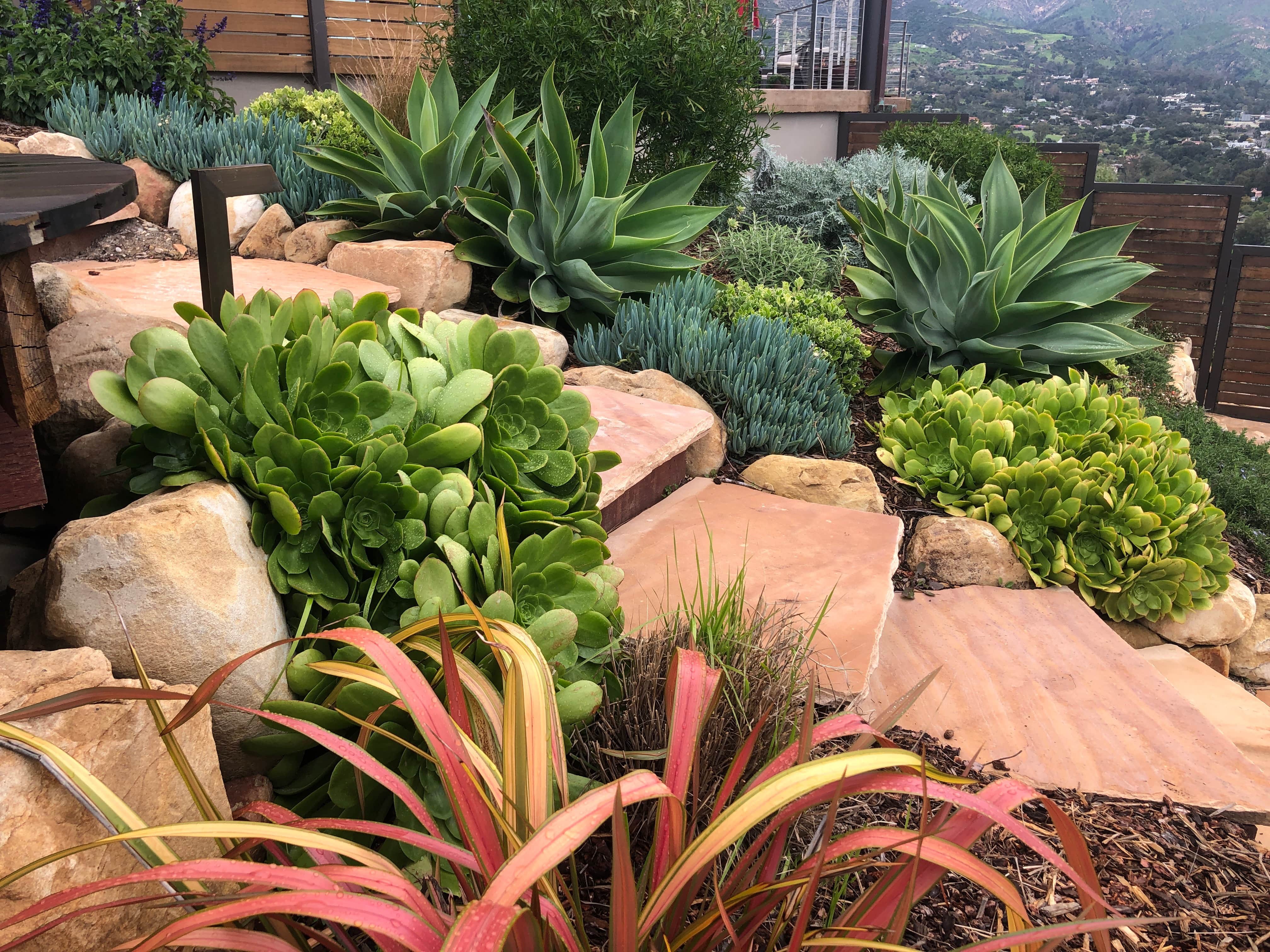 Miramar Beach Xeriscaping